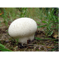 Мицелий Головача круглого / Дождевик заячий (Calvatia utriformis)